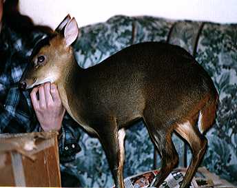 Matilda the Muntjac